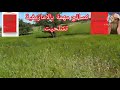 حصن المسلم نصائح مهمة بالامازيغية تشليحت 
