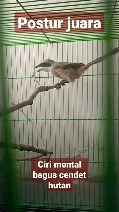 cendet muda hutan