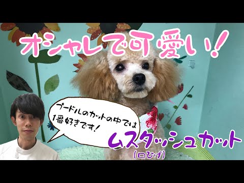 ムスタッシュカット トイプードルの顔カット 兵庫ペット医療センター トリミング 尼崎 犬動画 Happy Dog Glooming Youtube