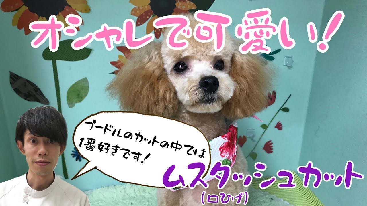 ムスタッシュカット トイプードルの顔カット 兵庫ペット医療センター トリミング 尼崎 犬動画 Happy Dog Glooming Youtube