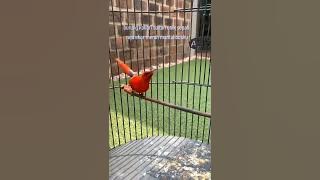 kolibri sepah raja gacor #kicaumania #fyopage #burung #birds #kolibrisepahraja#fyp