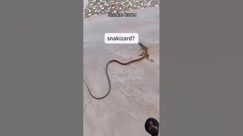 snakes #snake #animals #funny #youtubeshorts #shortvideo #youtube #shorts #ytshorts #yt #shortsfeed