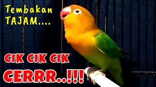 CIK CIK CIK CERRR Pancingan Lovebird Biar Cepet Ngekek, Burung Lovebird Ini Picu Lb Fighter Gacor