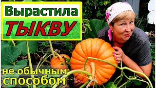 видео: Бросила ТЫКВУ в сугроб и результат превзошел все ожидания. Куда девать столько тыкв? картинка: Бросила ТЫКВУ в сугроб и результат превзошел все ожидания. Куда девать столько тыкв?