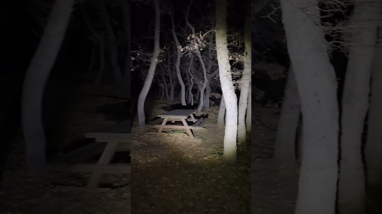 Εξερεύνηση στο δάσος του ΟΣΙΟΥ ΔΑΒΙΔ