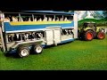 TRACTORS MOVING COWS WITH ANIMAL - CLAAS AXION, INTERNATIONAL HARVESTER / RC