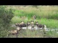 African Safari: Hyenas vs Wild Dogs