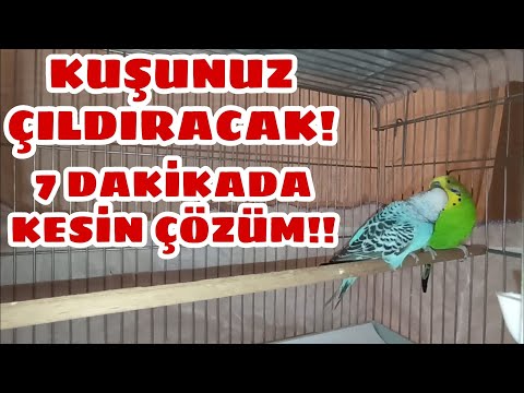 Muhabbet Kuşu Kızıştırma Sesi | Muhabbet Kuşunuz Çıldıracak! | Muhabbet Kuşu Çiftleştirme Sesi