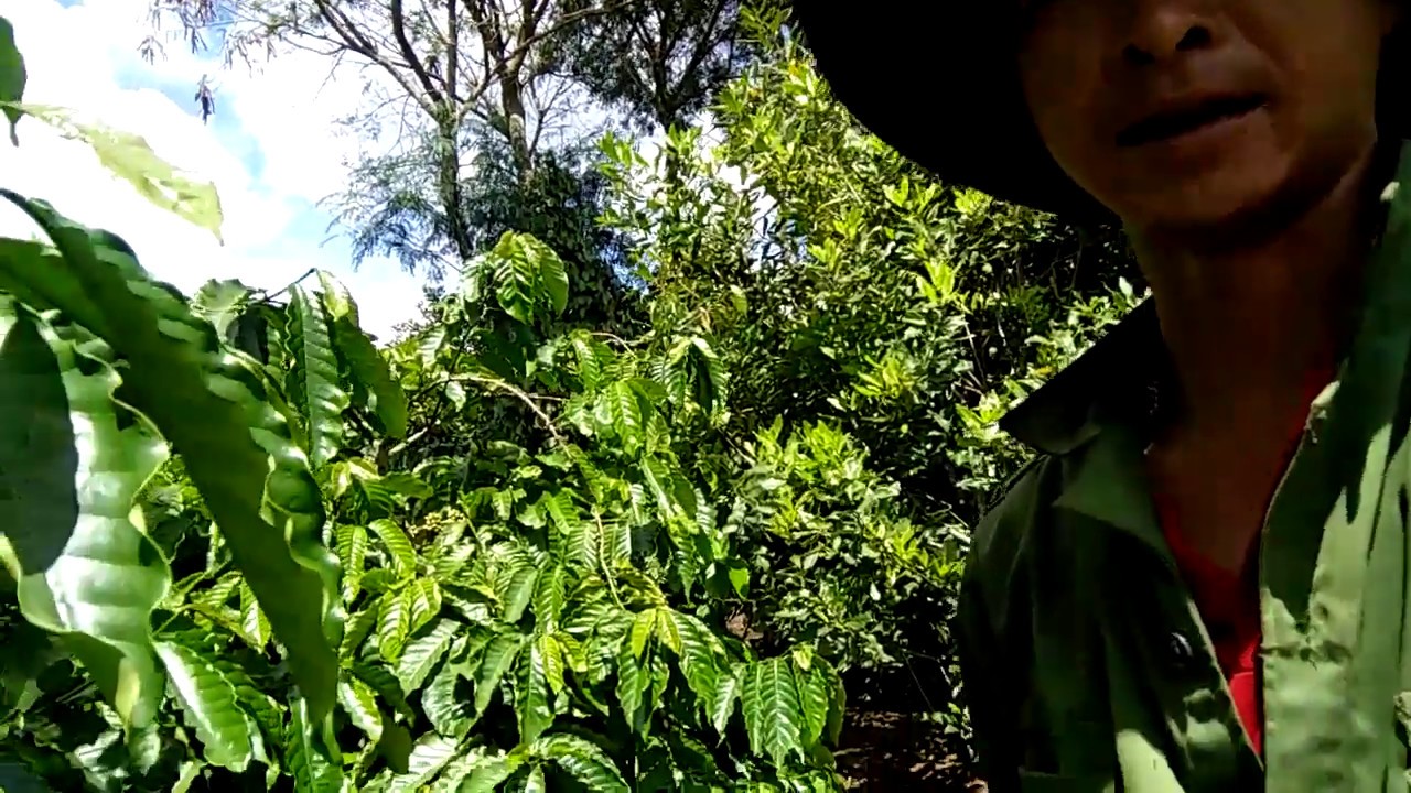 Mắcca A38 Và Cách Nhận Biết .Maccadamia Maccca a38 : thằng nông dân