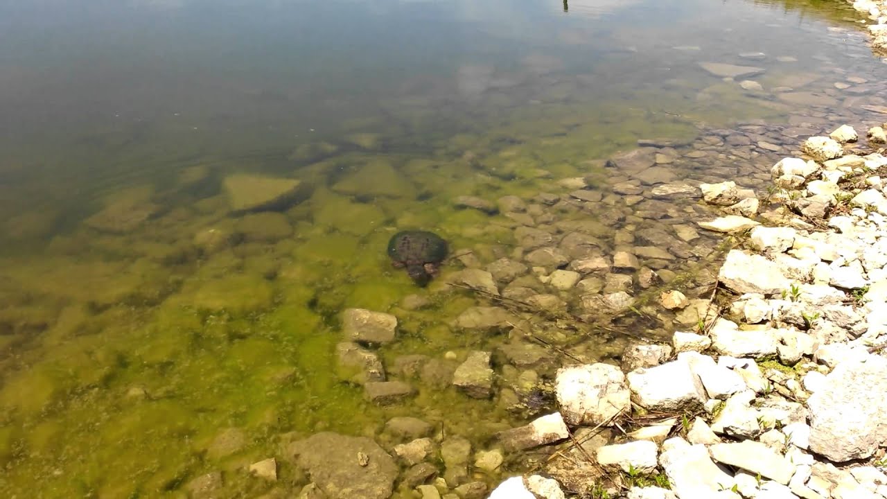 Snapping turtle eating minnow 1. YouTube