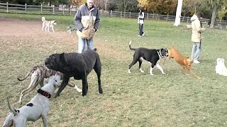 American bulldog attacks Cane Corso!!!