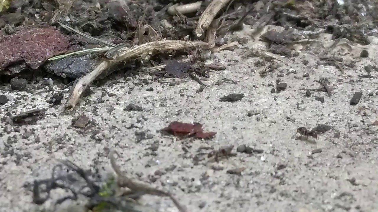 Not Termites, Just Ants in Manahawkin, NJ