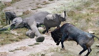 Buffalo Provoked Elephant Show Who’s Boss | Elephants rescue Elephants from Animal Attack