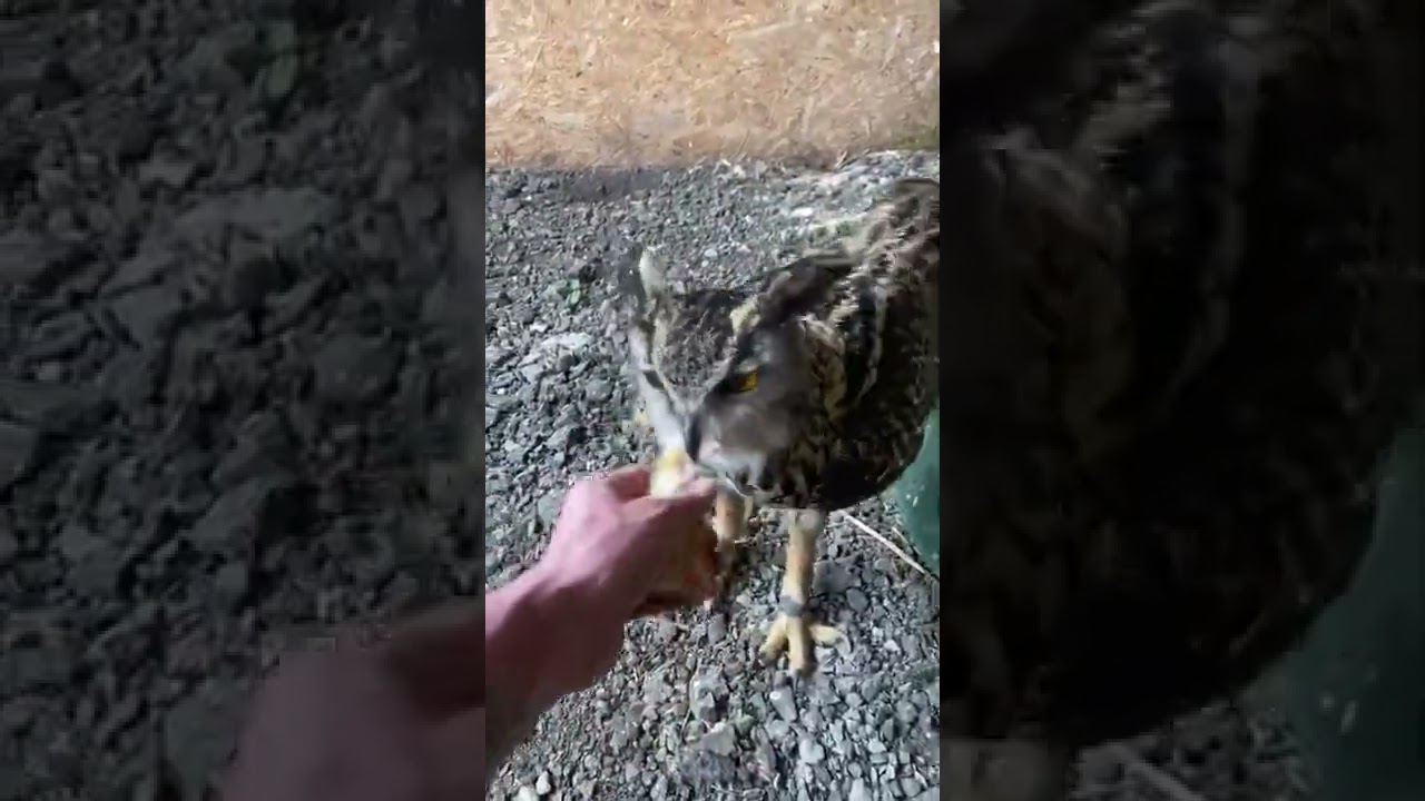 Boo my European eagle owl passing me his food!