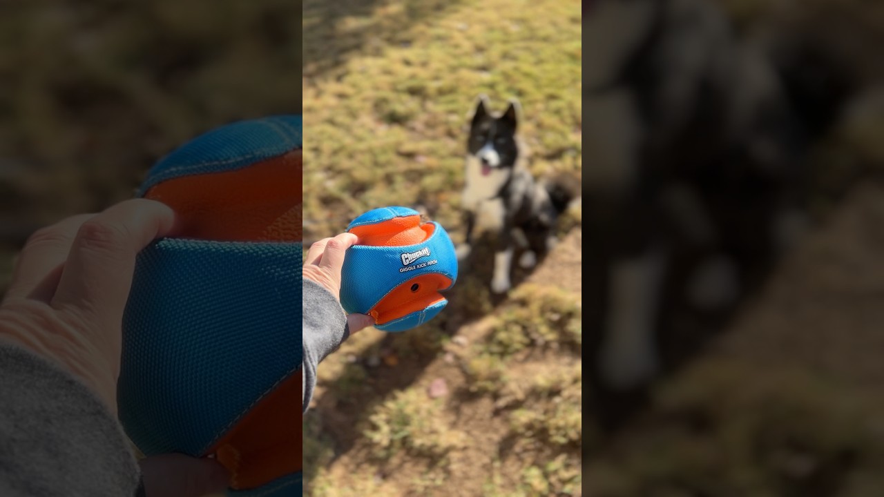 Tux becoming unhinged for this Chuckit! toy!