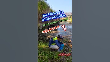 SPOT MANCING SURGANYA IKAN WADER BAWAH JEMBATAN SILUK IMOGIRI BANTUL JOGJA‼️