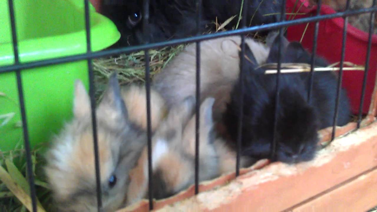 Gazapos de conejo enano con 3 semanas - YouTube
