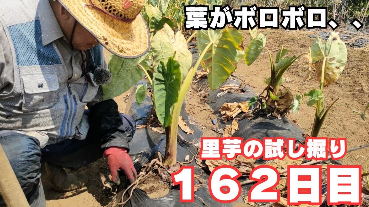 Taro] Growth on Day 162 and Trial Digging | Extremely hot