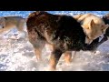 藏獒VS狼Tibetan mastiff VS Wolf