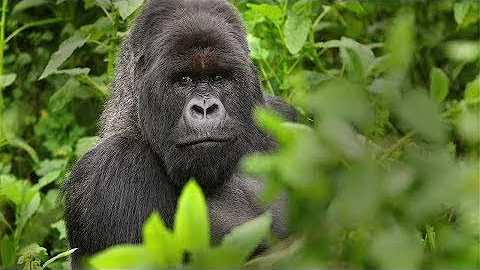 How One Orphaned Gorilla Inspired Her to Save Hund...