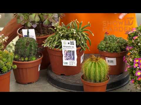 Video: Fiori Secchi Di Cactus - Che Cos'è?