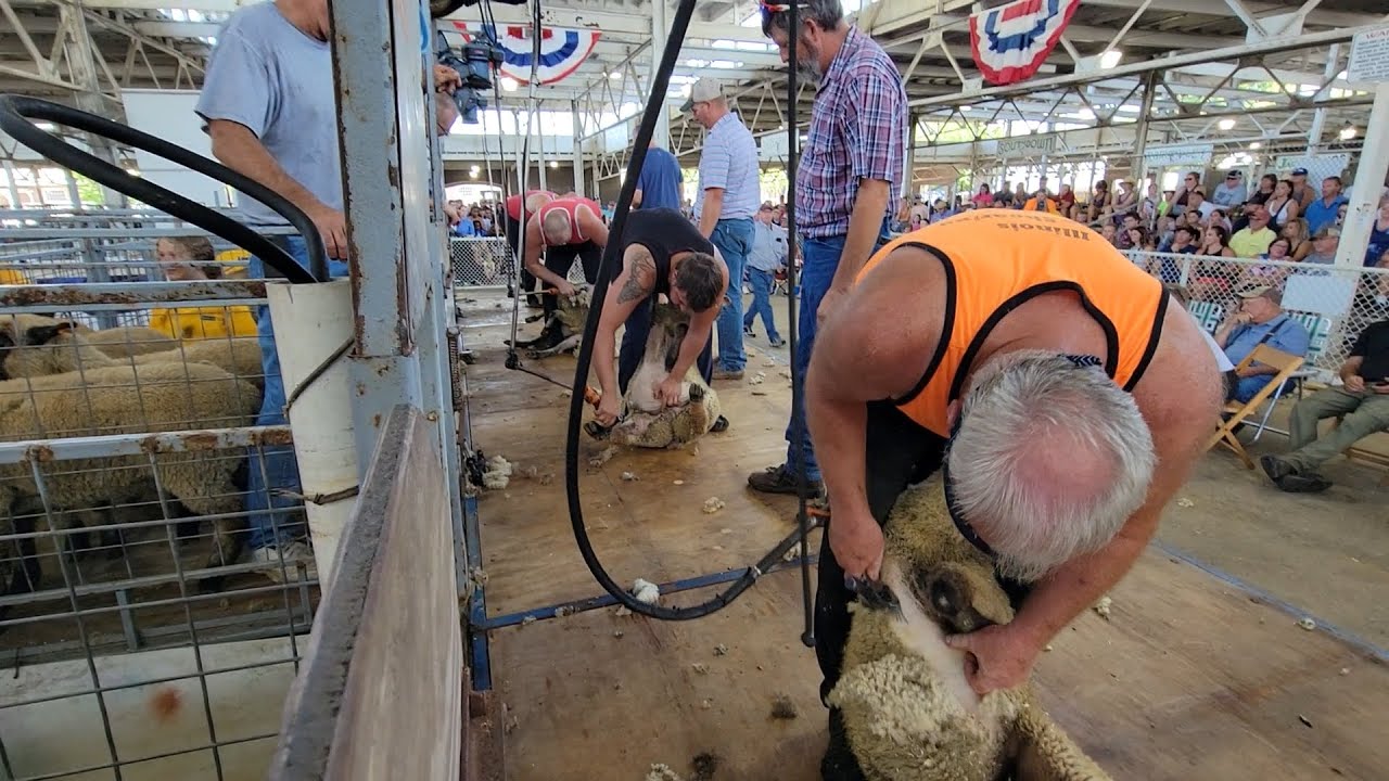 Iowa State Fair Shearing contest 2022 YouTube