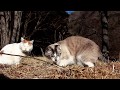枯れ草で遊ぶくろ 200327