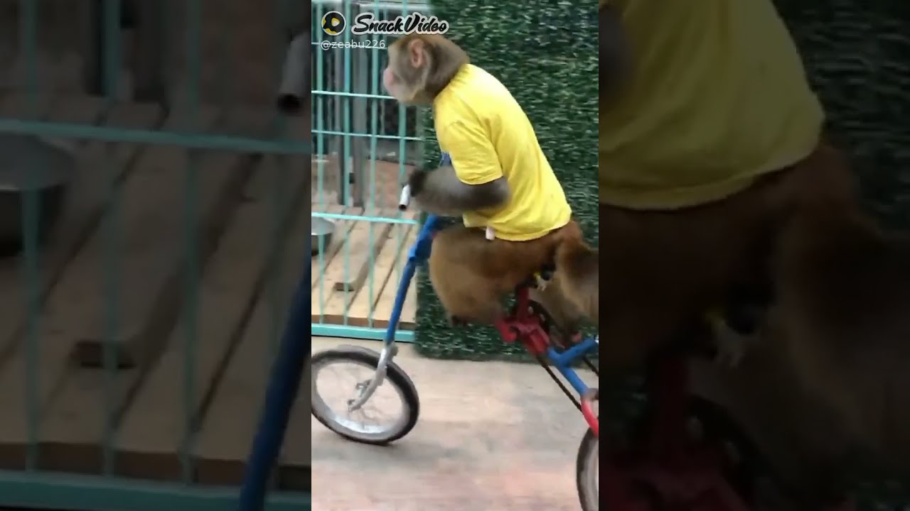 Monkey chalakiyan🤣 | monkey bicycle chalate hve | funny video
