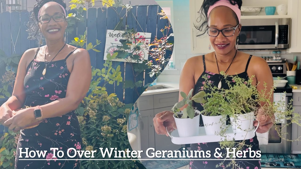 How To Over Winter Plants | 2 Ways To Winterize Geraniums| Intentional