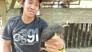Releasing A Captive-Bred Maleo, Macrocephalon Maleo, Tambun, Sulawesi, Indonesia, 10 Aug 2014 14