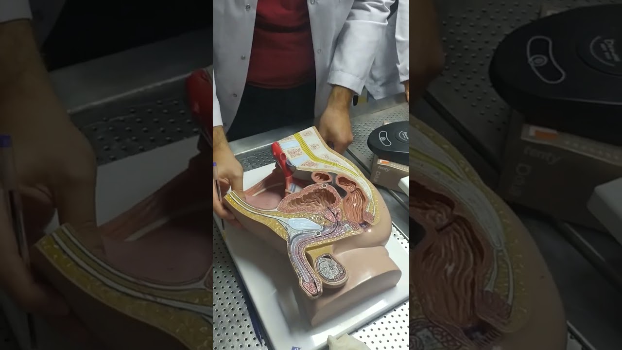 ANATOMİ LAB3 - KARIN ÖN DUVARI VE CANALİS İNGUİNALİS