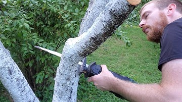 Pruning A Neglected Peach Tree (Part 2)