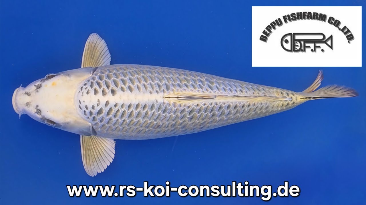 Silver Fox Mukashi - Beppu Fish Farm - Nisai (geb2024) 56cm (w) R.S KOI CONSULTING PREMIUM SELECTION