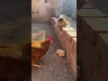 Cat vs Hen funny Fight 😂😂😂😂😂
