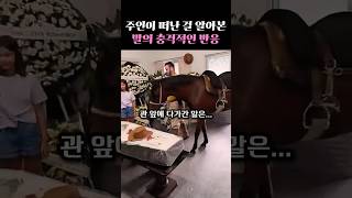 주인이 떠난 걸 알아본 말의 충격적인 반응 #감동 #감동사연 #감동스토리