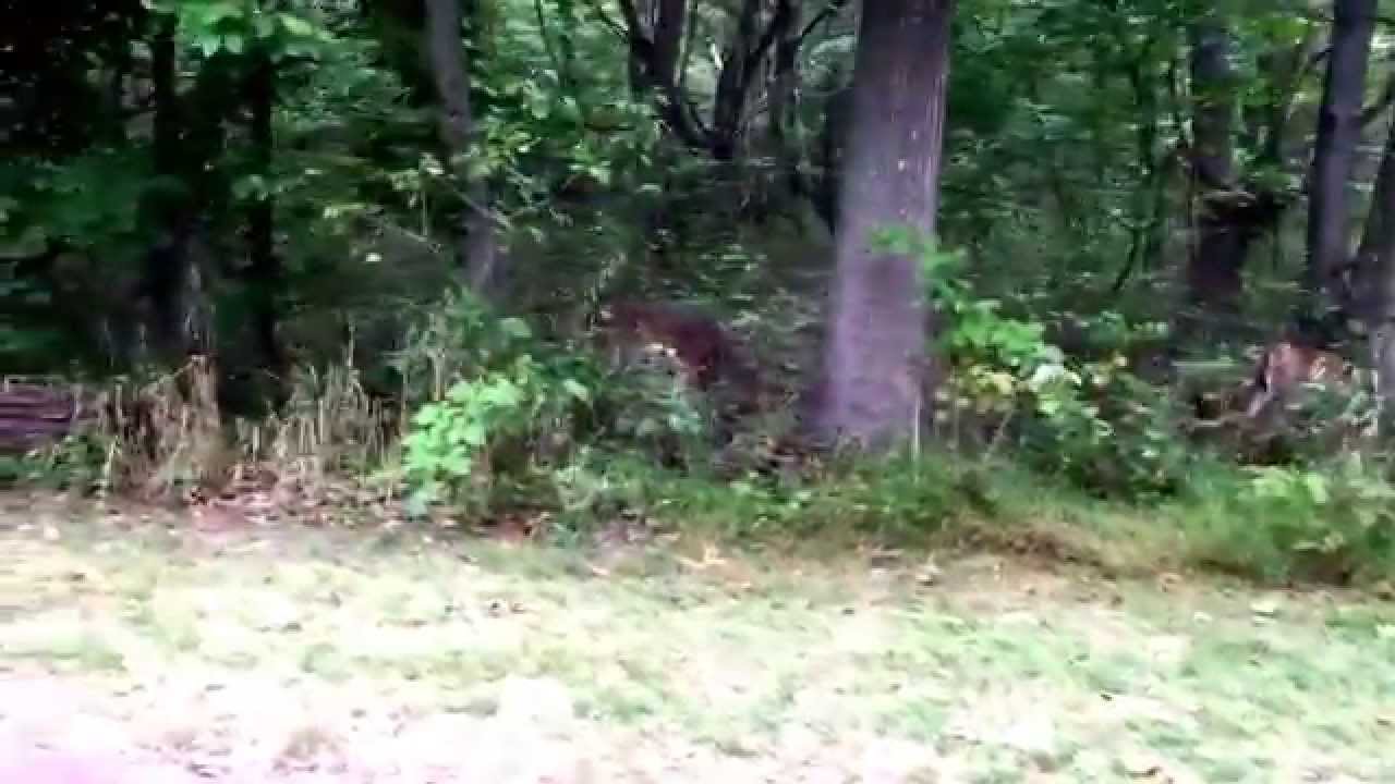 Tyler State Park deer YouTube