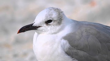 Shorebirds of the Gulf Coast