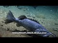 Sharks: Eating and eaten