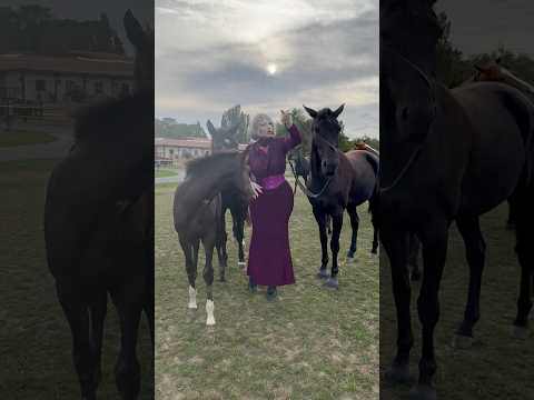 Horstmänschipp mit Tiffany Heute: Freiarbeit meets Rollkur