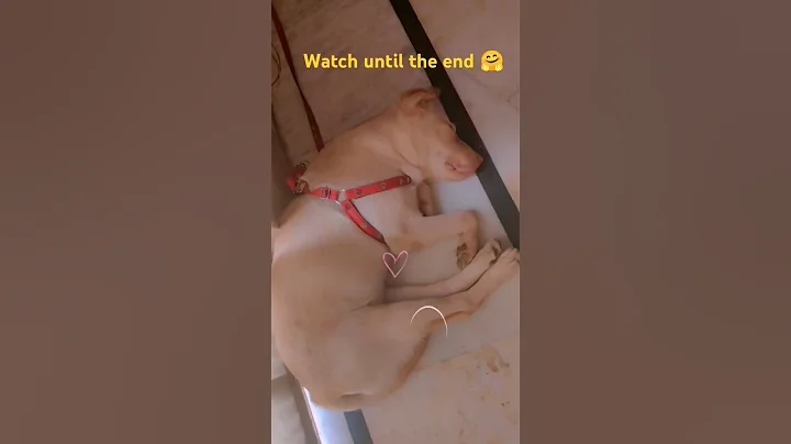 Does your dog sleep like this? #dog #labrador #sleepy