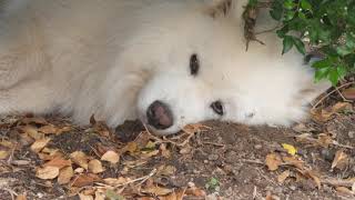Dog Too Tired To Play (Simba & Bear) by Samoyed Life 1,416 views 4 years ago 1 minute, 45 seconds