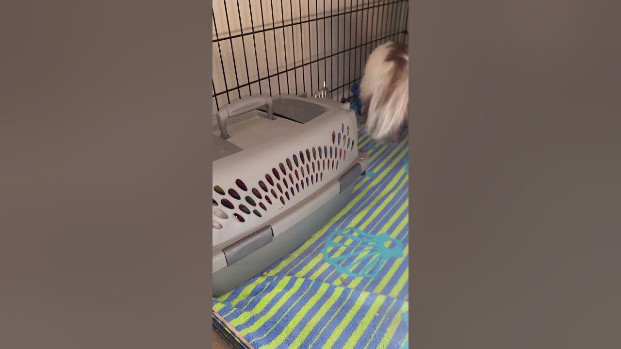 Litter Box trained! Using the Litter box w/ Pet Skunk Gizmo! 🦨 shorts