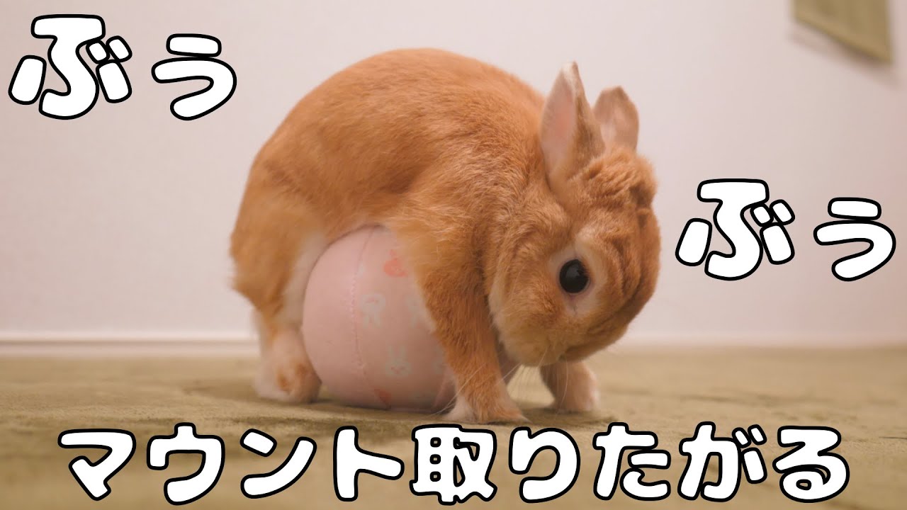 ぶぅぶぅ言いながらボールにマウント取りだすウサギがこちら No 324 Youtube