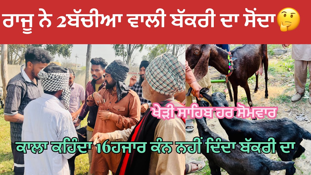 ਰਾਜੂ ਨੇ ਕਾਲੇ ਤੋ 2ਬੱਚੀਆ ਵਾਲੀ ਬੱਕਰੀ ਲੈ ਦਿੱਤੀ ਗੱਡੀਆਂ ਵਾਲਾ ਦਲਾਲੀ ਨਹੀ ਦਿੰਦਾ #bakramandi #naveedkhangoatfa