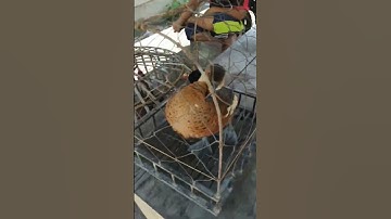 burung belibis pikat suara