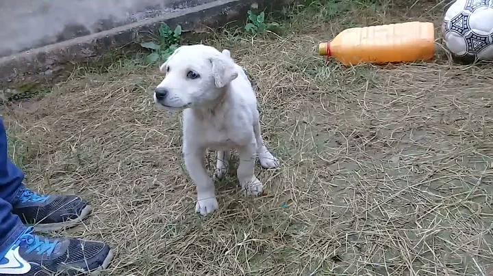 White Stray pup came home/eating bunties/plays with human in backyard/scratching his skin/ DejaWu uk