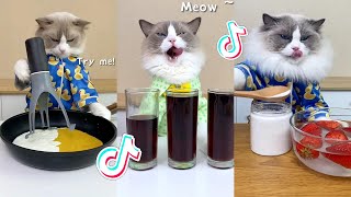 That Little Puff | Cats Make Food 😻 | Kitty God & Others | TikTok 2024 #41