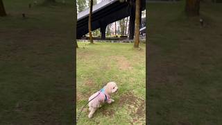 ANJING POODLE LUCU BERMAIN DI PET FRIENDLY PARK #shorts #anjinglucu #anjingpoodle #funnyanimals #fyp