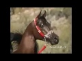 منوة الخيال عساف الخيول لعشاق الخيول