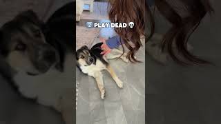 run to the vet if your dog misses these milestones!! 🚩🚩#dogs #funnydogs #dogvideos